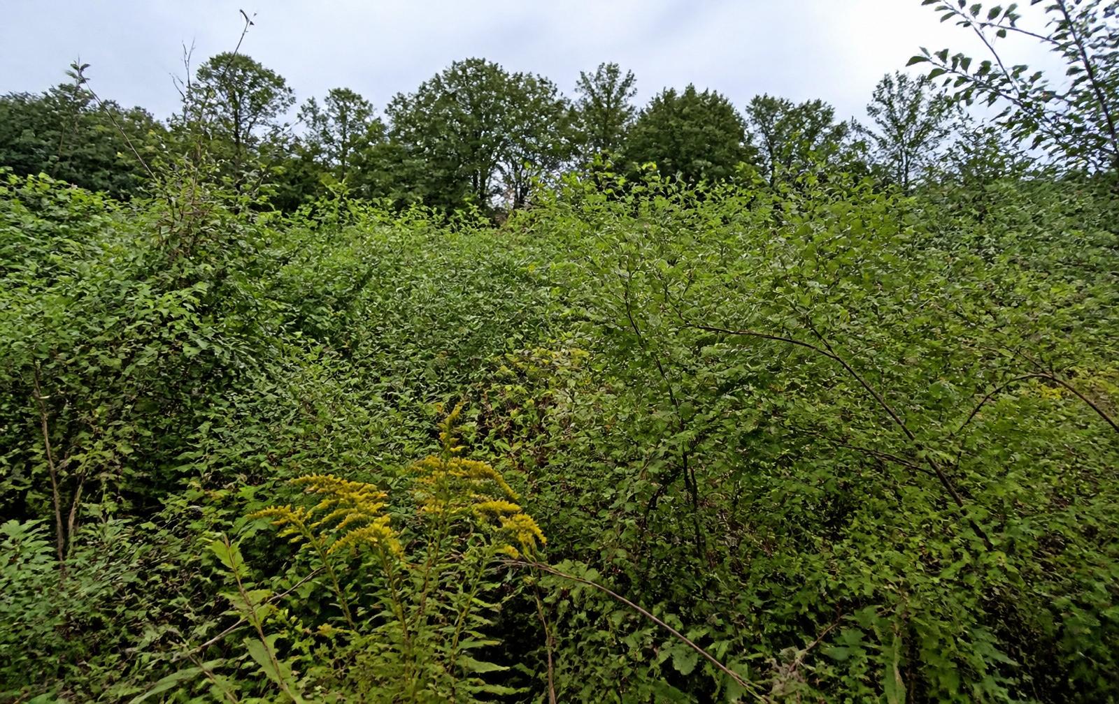Field Edge Reclamation — before forestry mulching