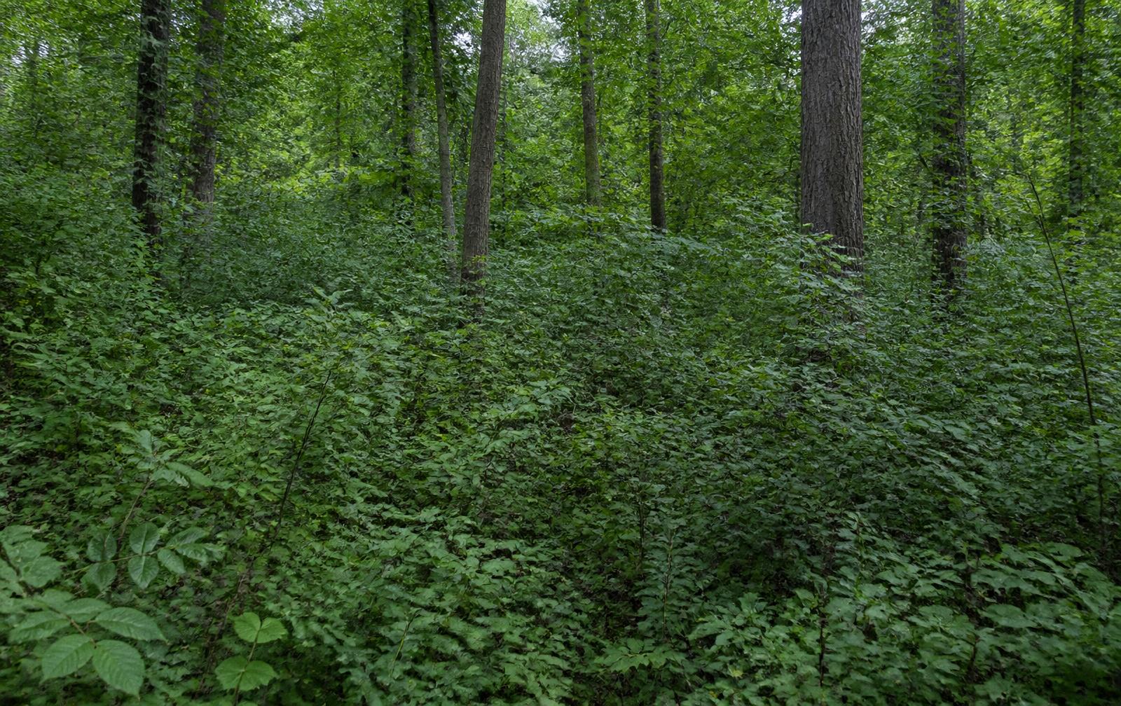 Overgrown Property